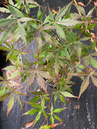 Acer palmatum 'Rite of Spring' - mapleridgenursery